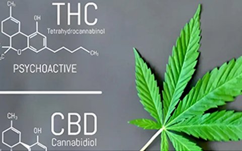 依利特參與起草的工業(yè)大麻團(tuán)體標(biāo)準(zhǔn)已經(jīng)實(shí)施了！